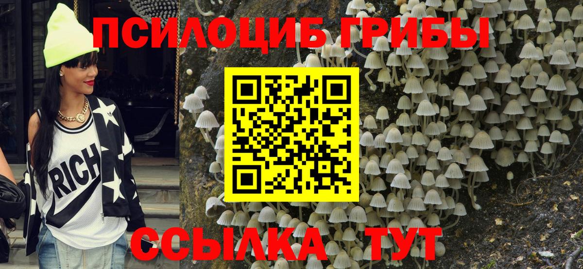Галлюциногенные грибы Psilocybe Пятигорск